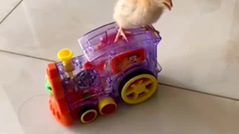 A chick is taking the train