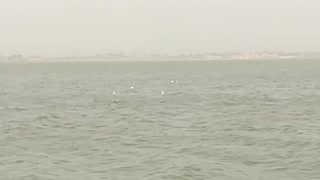 Herd Of white birds fly over quron lake