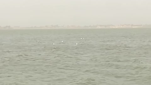 Herd Of white birds fly over quron lake