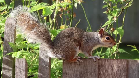 squirrel