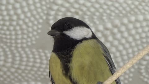 Close-Up Video Of Bird । beautiful video of the bird