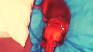 Music tan dog lies on blue blanket while owner zooms in