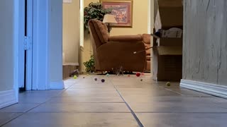 Nerf ball catch 1