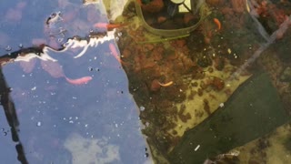 New pond life