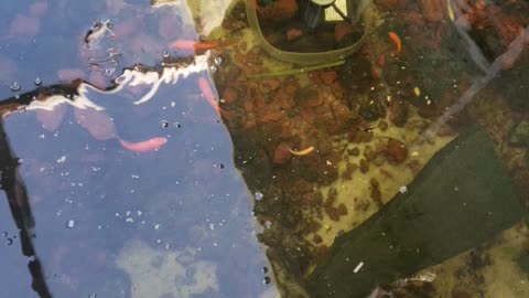 New pond life