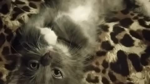 Tiny kitten adorably cleans herself while laying on her back