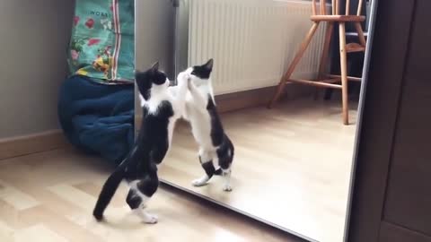 Cat and mirror funy video