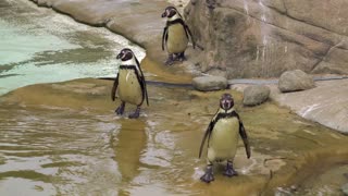 Penguins so cute