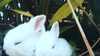 Three cute baby bunnies