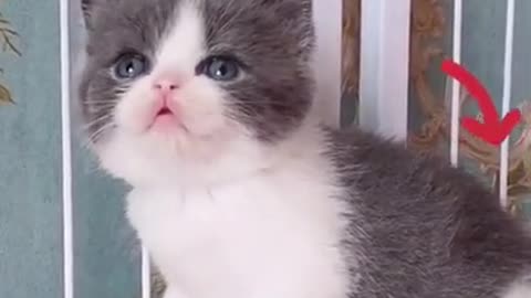 cute aby cat , Best Funny Cat Videos Of This Week #short 47