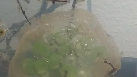 PNW Salamander Eggs with Tree Frog Tadpoles!