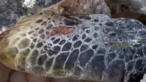Olive Ridley Turtle is a wonderful animal natural habitat