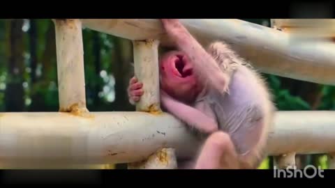 monkey child trapped in an iron fence,