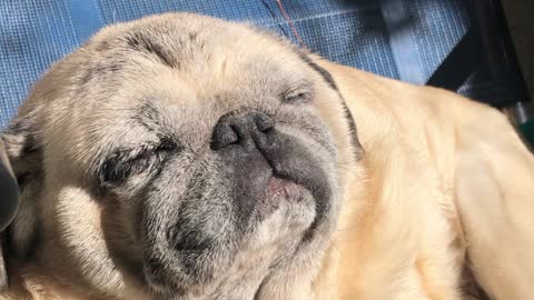 Old pug takes his sun bath