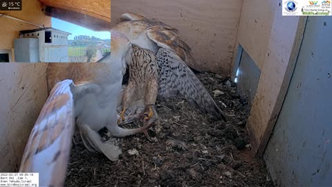 Crazy!!!!! Kestrel attacks barn owls pair inside nest and is lucky she escapes with her life!