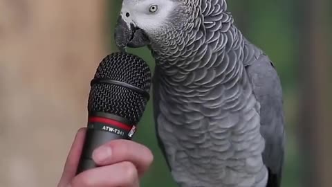 The Talking Parrot