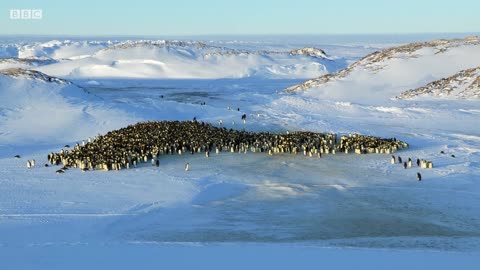 Baby Penguin Dodges Predators | Snow Chick: A Penguin's Tale | BBC Earth