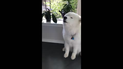 Hilarious And Cute Samoyeds | Aww Cute Dogs