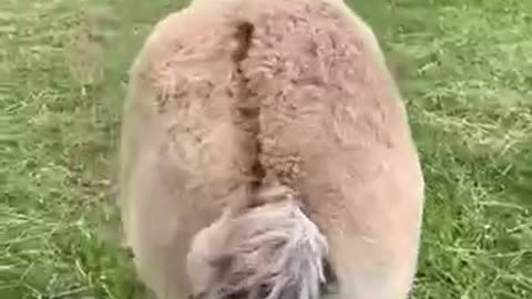 Donkey butt scratch! (SO important!)