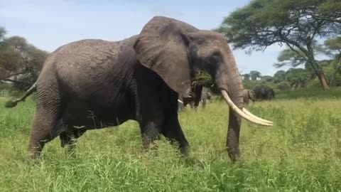 African elephant in the bush eating grass
