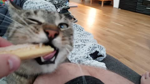 My Cat Hulk goes nuts for biscuits