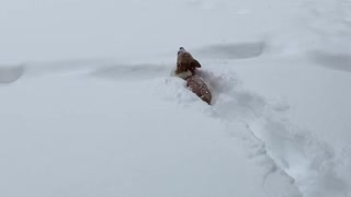 Corgi’s turn into bunnies!