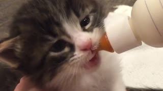 Baby kitten drinking her bottle