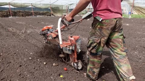 Planting vegetables in the beds by machine
