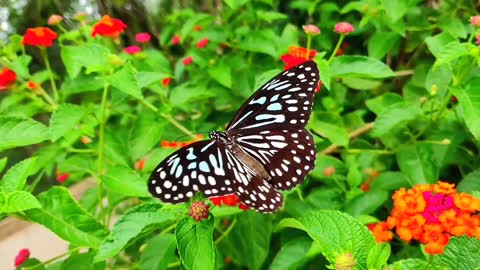 Butterflies flying in slow motion HD like you've never seen before