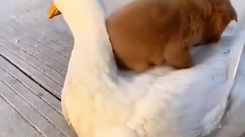 Puppy back ride on duck