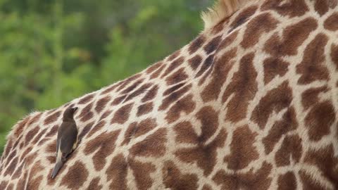 This Magpie Bird Playing On Giraffe Just Like Giving Massage