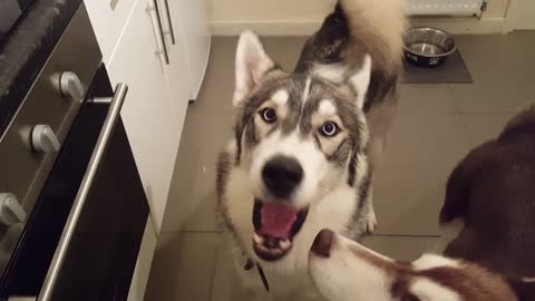 HUSKY SPEAKS ON COMMAND!