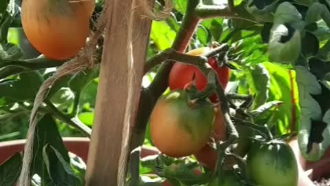 Tomato fruits looking almost ready
