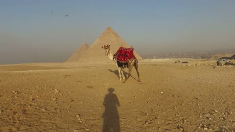Man's shadow approaching to camel at Giza pyramids, Cairo, Egypt
