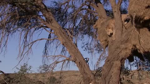 Wild Animals Fighting - Lion vs Leopard | Leopard Attack Fail