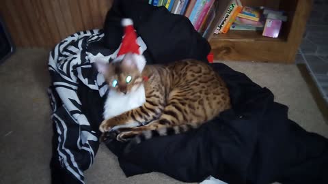 Christmas Bengal Cat