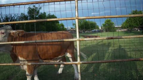 Vaca se acerca corriendo como un cachorro cuando su dueño la llama