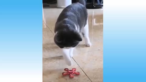 Cat is spinning this Fidget Spinner so fast!!!