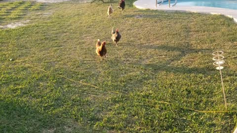 Bunch of chicken beggers