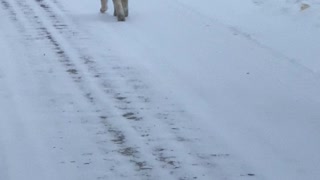 Lynx Strolls Down Street