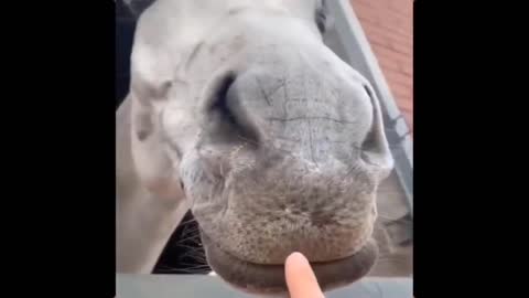 Funny joke with a horse