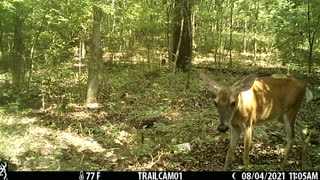 Doe has a new fawn, hiding in the brush.