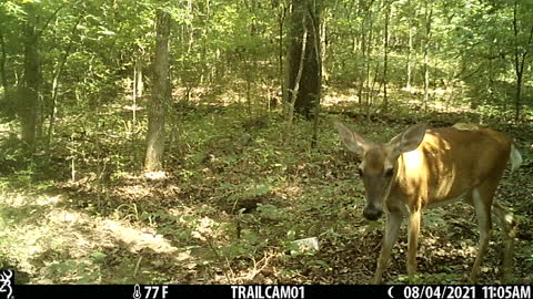 Doe has a new fawn, hiding in the brush.