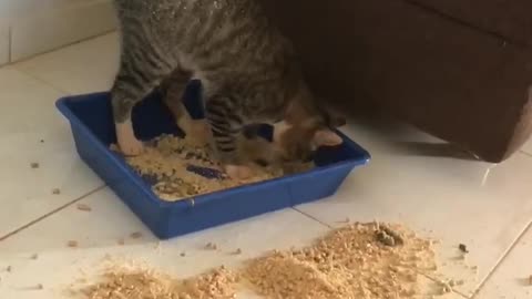 Cat With Poor Balancing Skills Makes Litter Box Mess