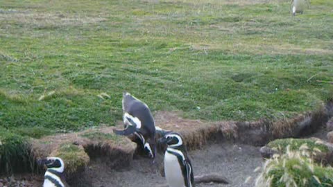 Funny falling penguins moments You Should Not Miss It.