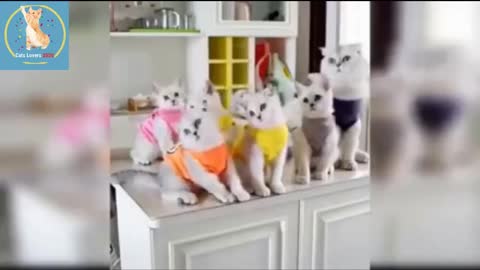Funny & Cute Cats & Kittens Video Try Not To Laugh 2022 | Cute Pets