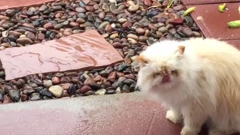 Funny cats will make you laughing