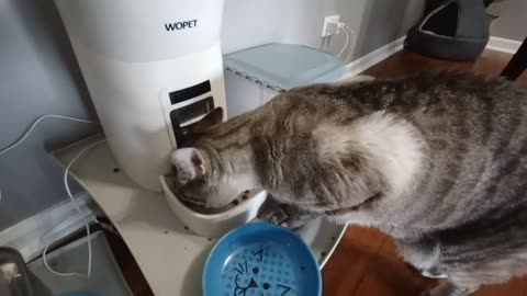 Cat's Rapid Eating Skills on Display