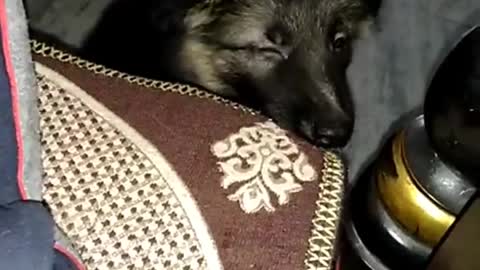 German Shepherd Puppy Long Coat | Cute Puppy | Gsd Puppy - Laddu