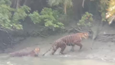 bengal tiger | royal bengal tiger | tiger | the royal bengal tiger | bengal tiger videos